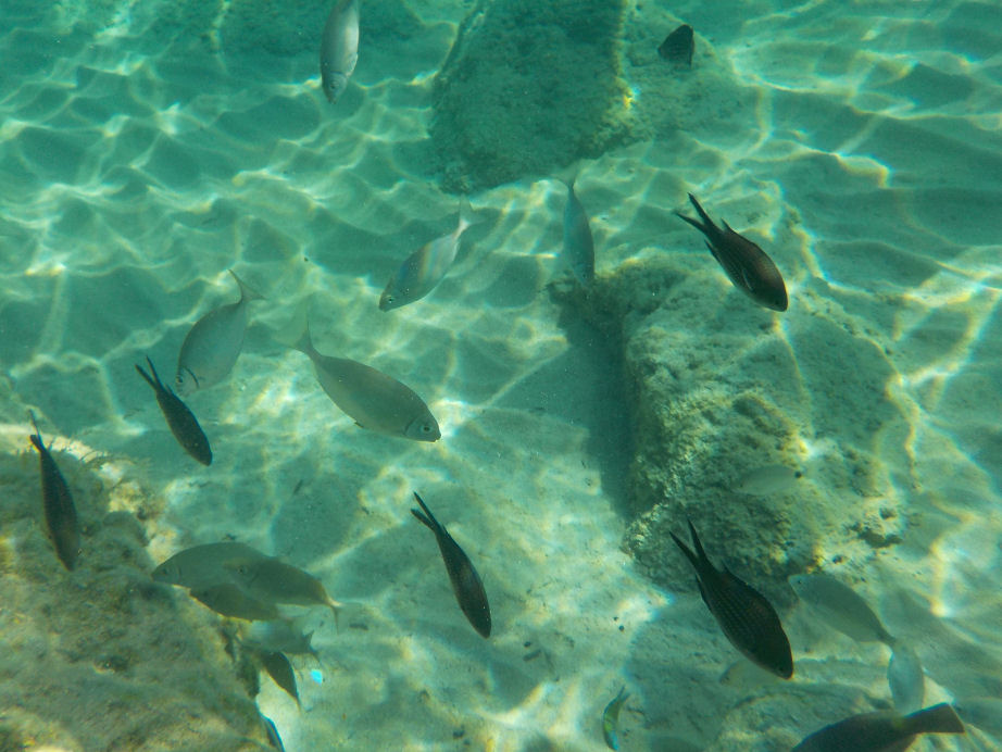 A Guide to Snorkelling in Pefkos